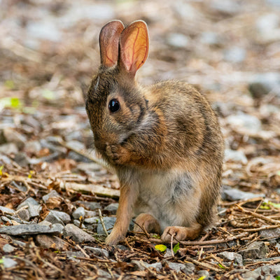 Small Pet - PetChute
