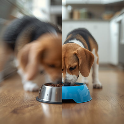 Slow Feeder Dog Bowls